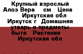 Крупный взрослый Алоэ Вера 25 см › Цена ­ 600 - Иркутская обл., Иркутск г. Домашняя утварь и предметы быта » Растения   . Иркутская обл.